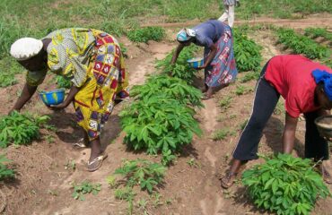 PBR Cowpea lured me back into beans farming —Kazaure