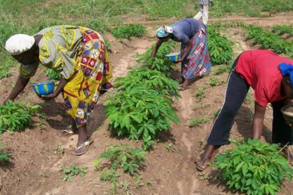 Gender inequalities in agriculture
