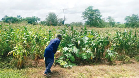 Adesanya-picking-a-fallen-crop-in-front-of-the-open-market-crops-left-and-hybrid-maize-crops-right